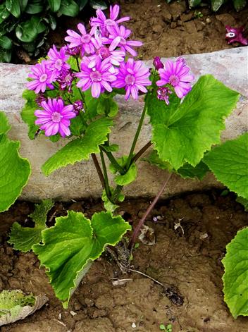 Pericallis x hybrida